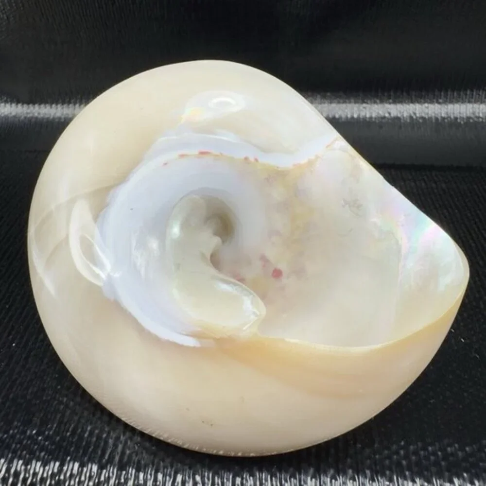 Natural Abalone Shell Iridescent Smooth Niloticus Trochus Pearl Sea Shell Decor‎